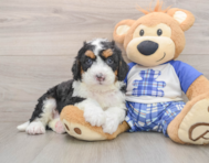 7 week old Mini Bernedoodle Puppy For Sale - Florida Fur Babies