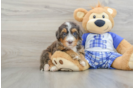 Mini Bernedoodle Pup Being Cute