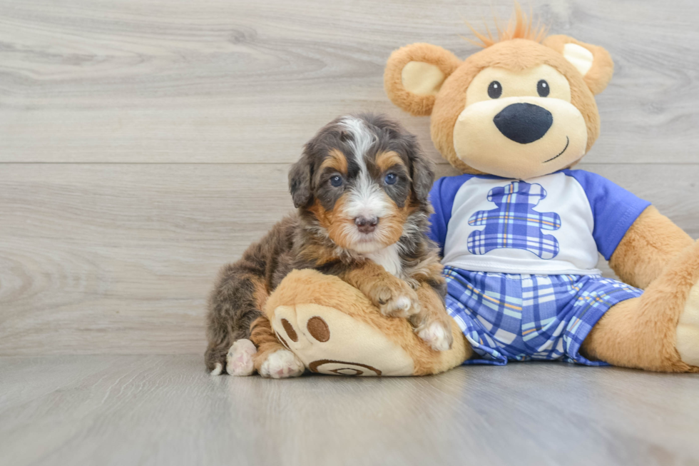 Mini Bernedoodle Pup Being Cute