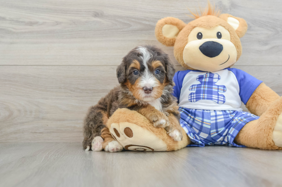 7 week old Mini Bernedoodle Puppy For Sale - Florida Fur Babies