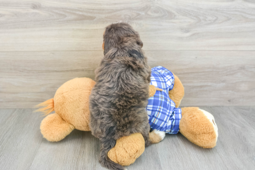 Petite Mini Bernedoodle Poodle Mix Pup