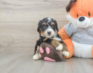 5 week old Mini Bernedoodle Puppy For Sale - Florida Fur Babies