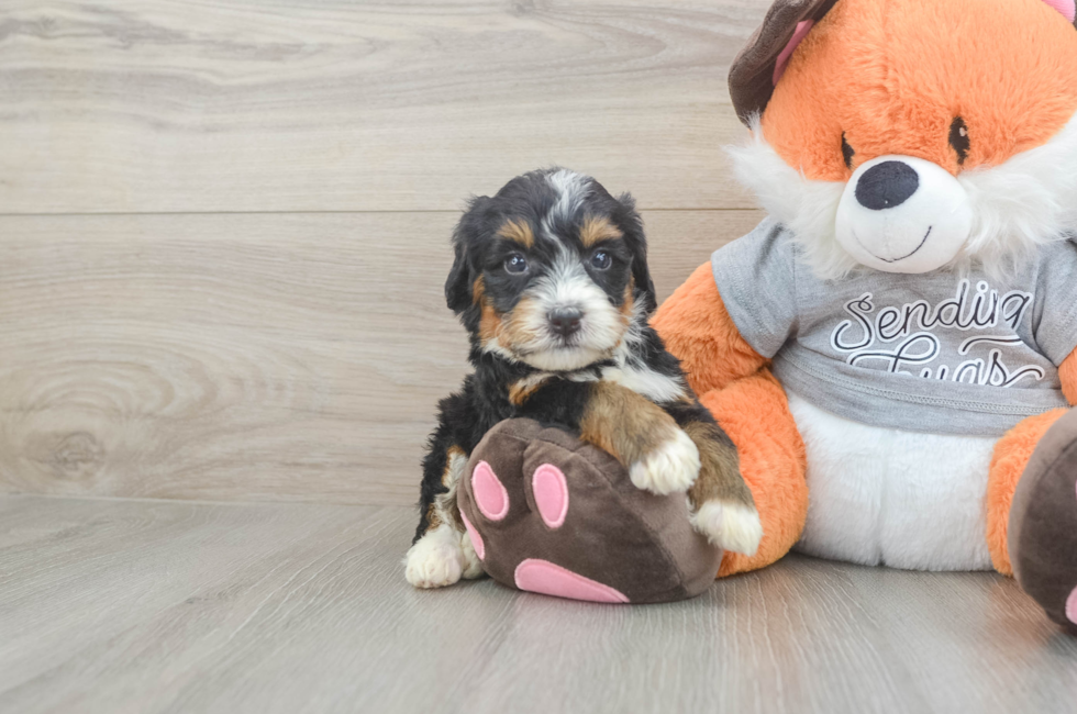 4 week old Mini Bernedoodle Puppy For Sale - Florida Fur Babies