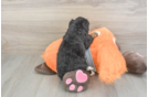 Little Mini Bernepoo Poodle Mix Puppy