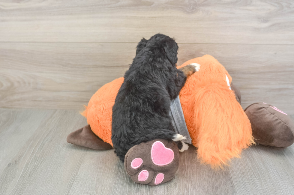 Little Mini Bernepoo Poodle Mix Puppy
