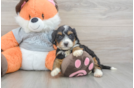 Best Mini Bernedoodle Baby