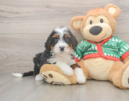 7 week old Mini Bernedoodle Puppy For Sale - Florida Fur Babies