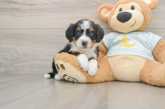 Best Mini Bernedoodle Baby