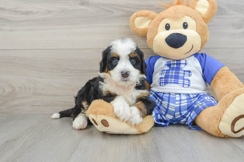 7 week old Mini Bernedoodle Puppy For Sale - Florida Fur Babies