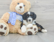 8 week old Mini Bernedoodle Puppy For Sale - Florida Fur Babies