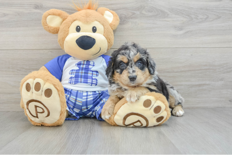 Best Mini Bernedoodle Baby