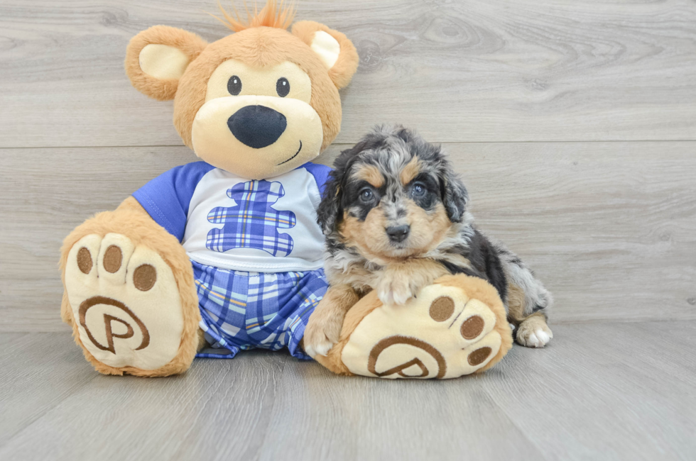 5 week old Mini Bernedoodle Puppy For Sale - Florida Fur Babies