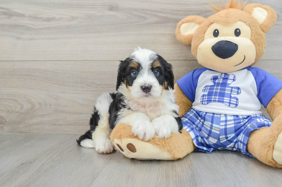 7 week old Mini Bernedoodle Puppy For Sale - Florida Fur Babies