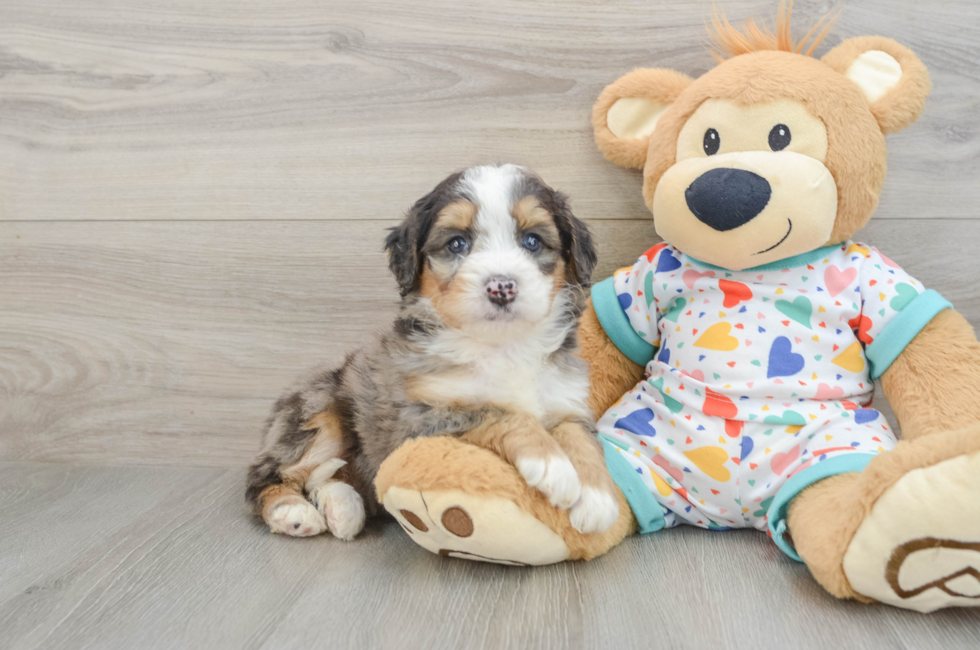 5 week old Mini Bernedoodle Puppy For Sale - Florida Fur Babies
