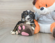 5 week old Mini Bernedoodle Puppy For Sale - Florida Fur Babies