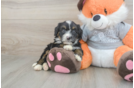 Best Mini Bernedoodle Baby