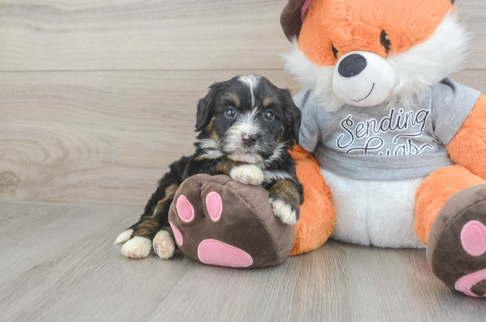 4 week old Mini Bernedoodle Puppy For Sale - Florida Fur Babies
