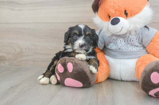Best Mini Bernedoodle Baby