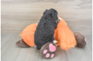 Mini Bernedoodle Puppy for Adoption