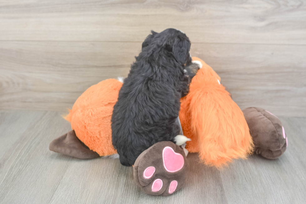 Mini Bernedoodle Puppy for Adoption