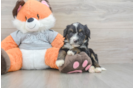 Small Mini Bernedoodle Baby