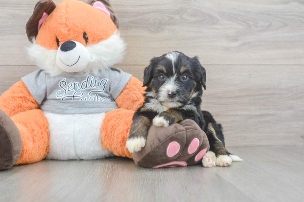 Small Mini Bernedoodle Baby