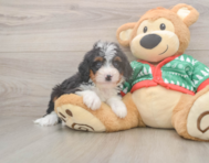 6 week old Mini Bernedoodle Puppy For Sale - Florida Fur Babies