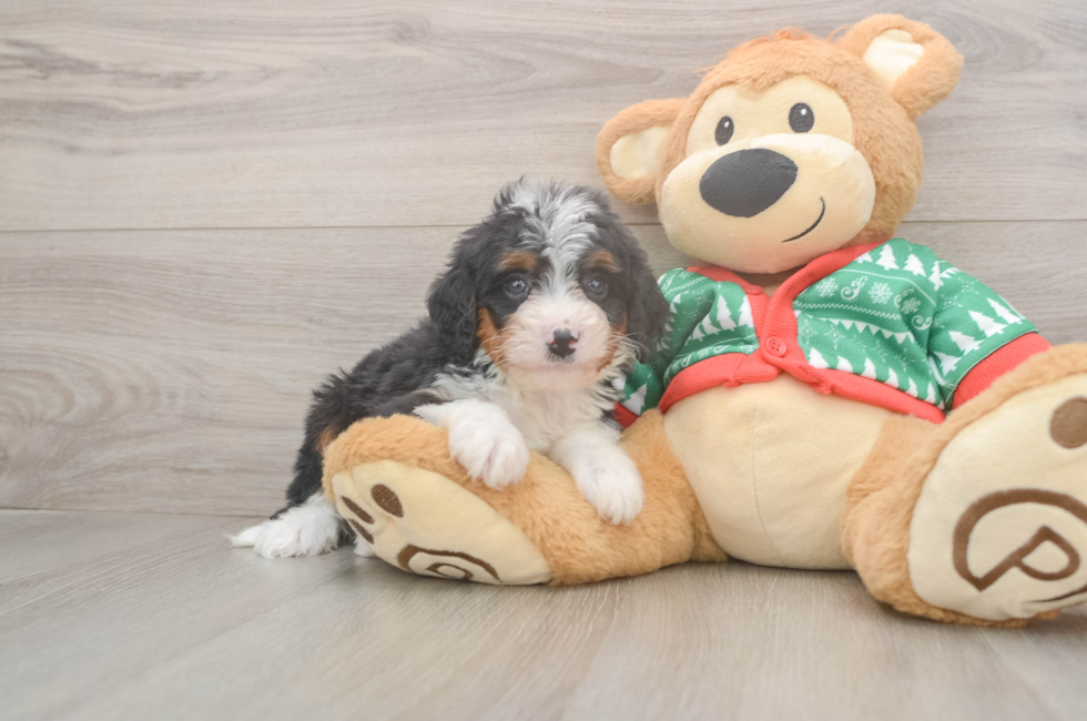 6 week old Mini Bernedoodle Puppy For Sale - Florida Fur Babies
