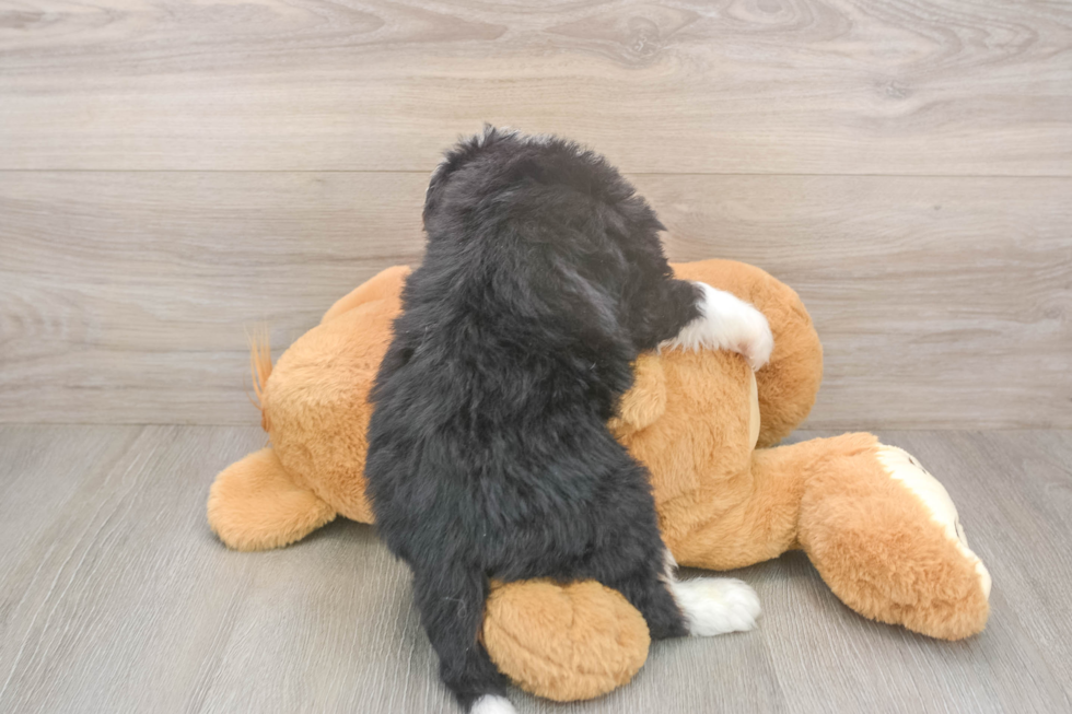 Mini Bernedoodle Pup Being Cute