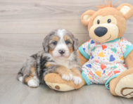 6 week old Mini Bernedoodle Puppy For Sale - Florida Fur Babies