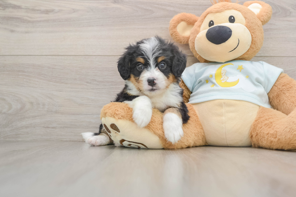 Cute Mini Bernedoodle Baby
