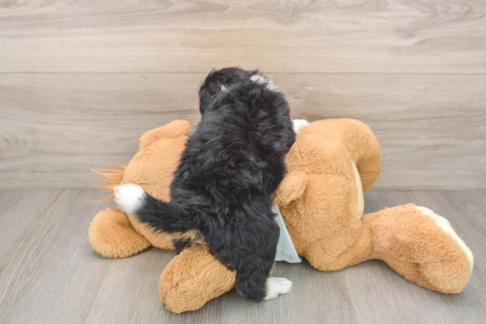Playful Mini Bernesedoodle Poodle Mix Puppy