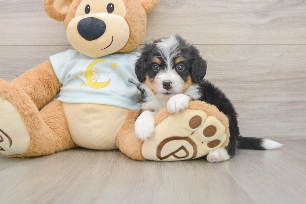 Mini Bernedoodle Pup Being Cute