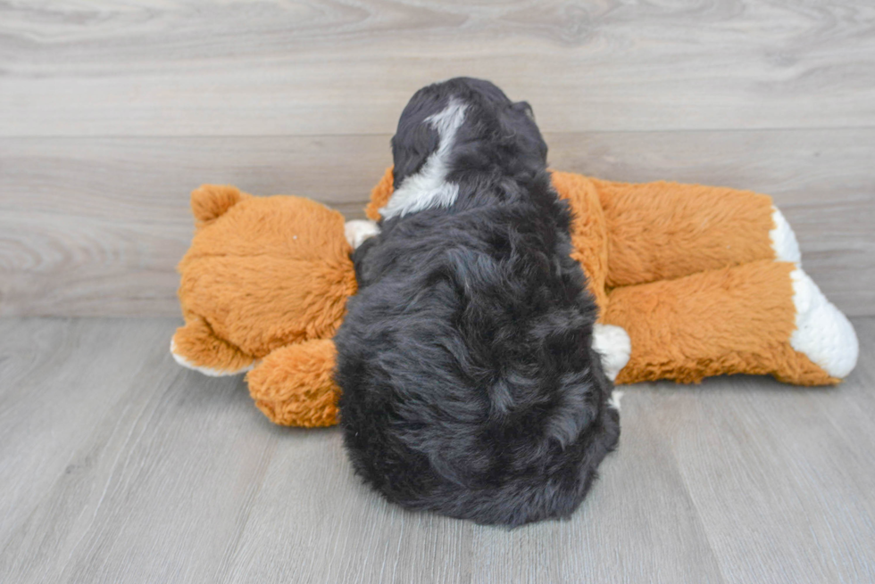 Best Mini Bernedoodle Baby