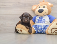 8 week old Mini Bernedoodle Puppy For Sale - Florida Fur Babies