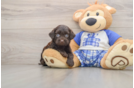 Small Mini Bernedoodle Baby