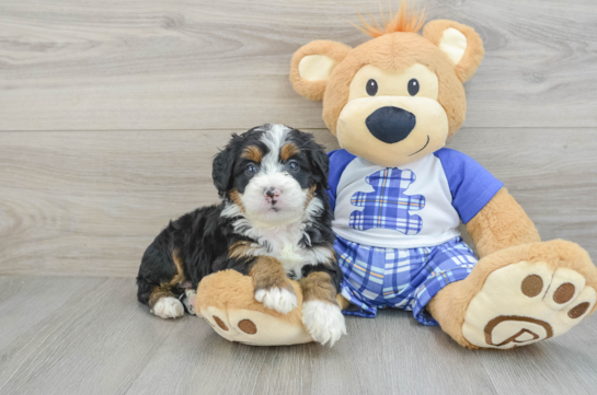 Smart Mini Bernedoodle Poodle Mix Pup