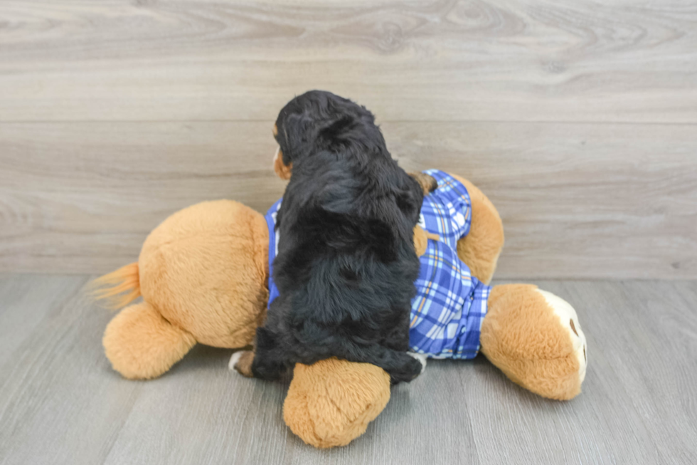 Mini Bernedoodle Puppy for Adoption