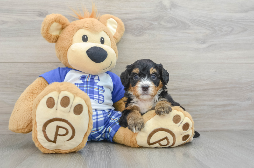 7 week old Mini Bernedoodle Puppy For Sale - Florida Fur Babies