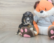 5 week old Mini Bernedoodle Puppy For Sale - Florida Fur Babies