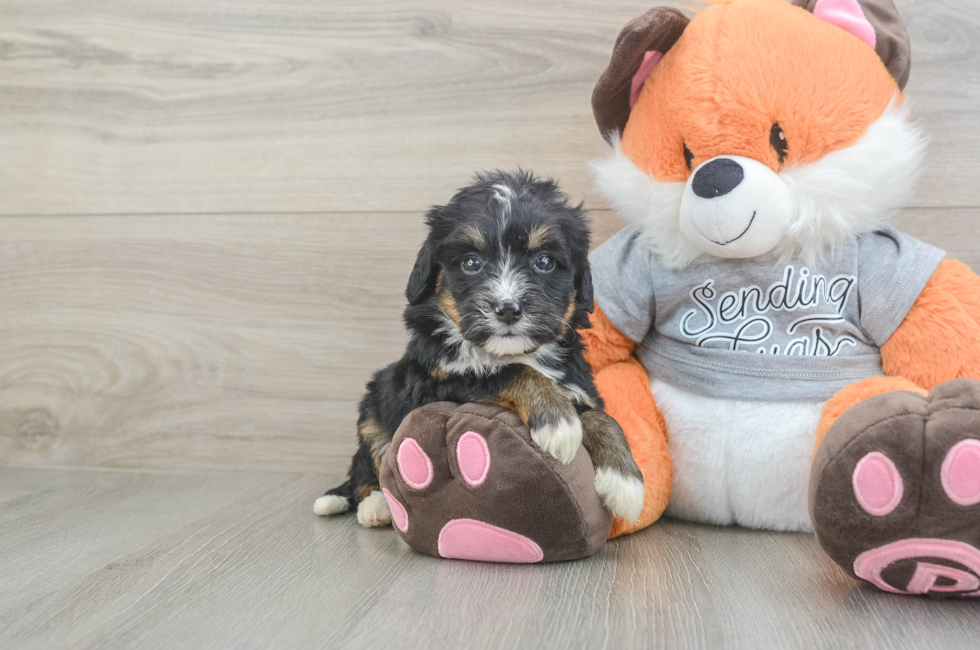 4 week old Mini Bernedoodle Puppy For Sale - Florida Fur Babies