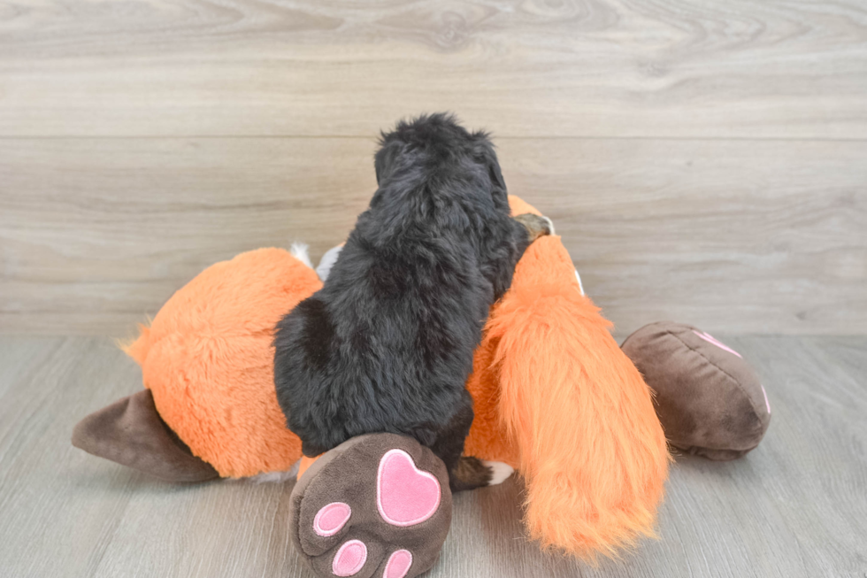 Mini Bernedoodle Pup Being Cute