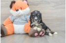 Mini Bernedoodle Puppy for Adoption
