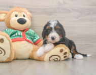 6 week old Mini Bernedoodle Puppy For Sale - Florida Fur Babies
