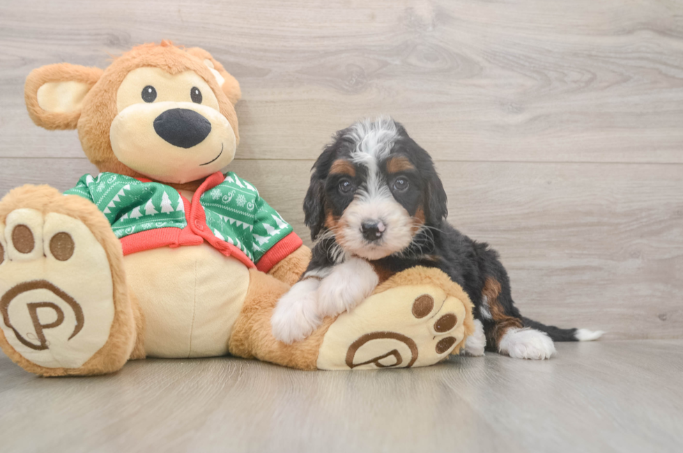 6 week old Mini Bernedoodle Puppy For Sale - Florida Fur Babies