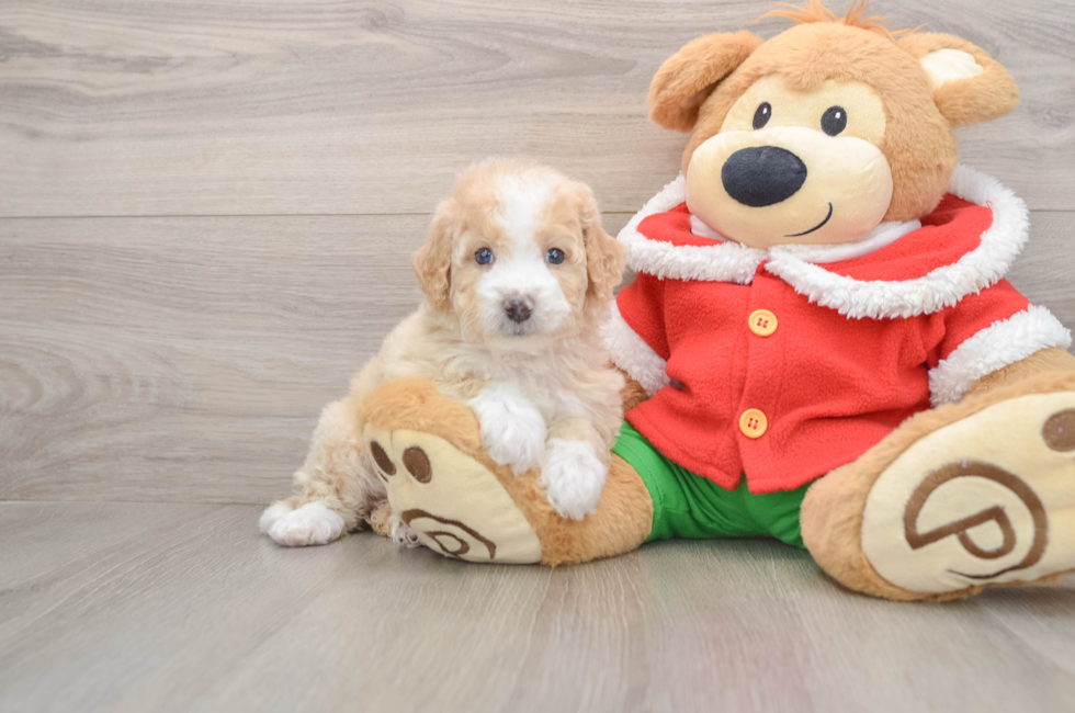 5 week old Mini Bernedoodle Puppy For Sale - Florida Fur Babies