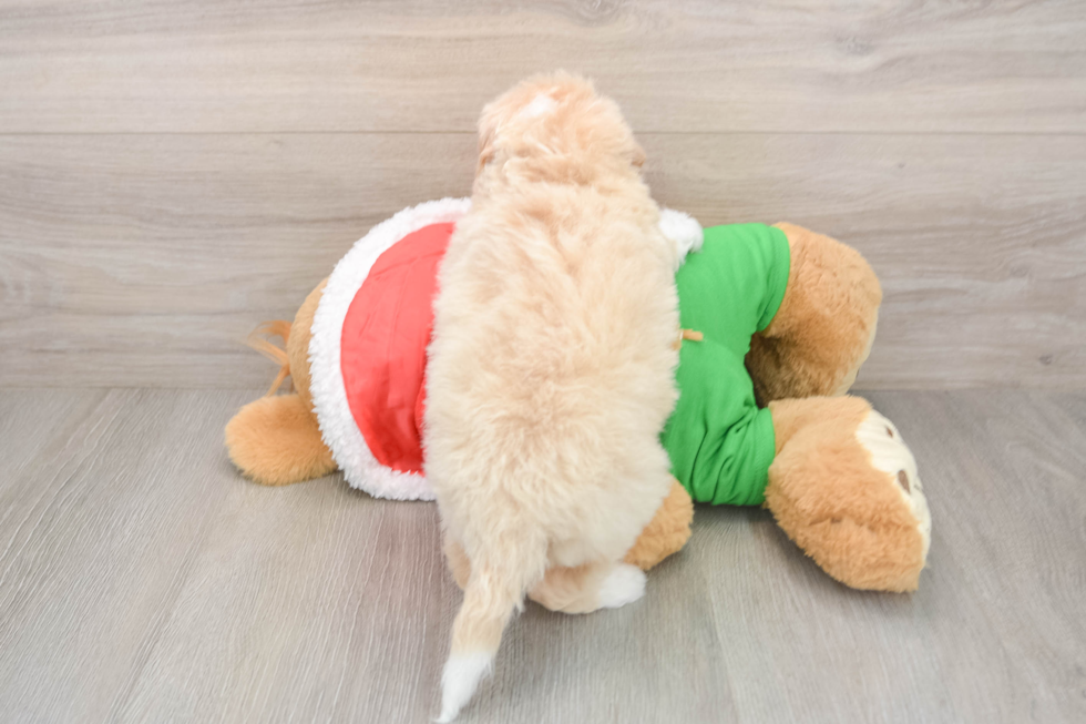 Cute Mini Bernedoodle Baby