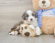 6 week old Mini Bernedoodle Puppy For Sale - Florida Fur Babies