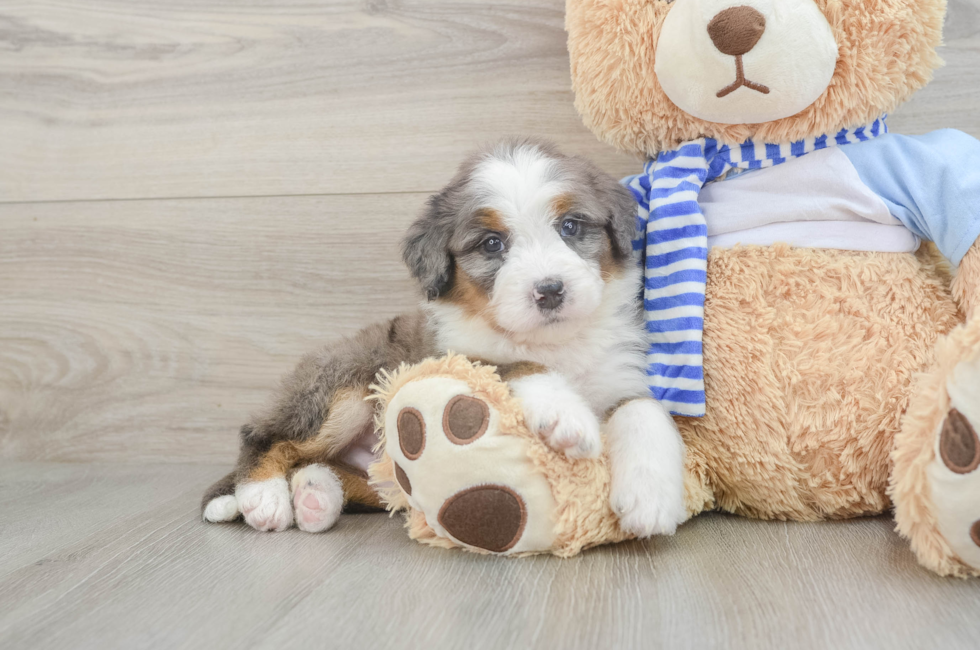 6 week old Mini Bernedoodle Puppy For Sale - Florida Fur Babies