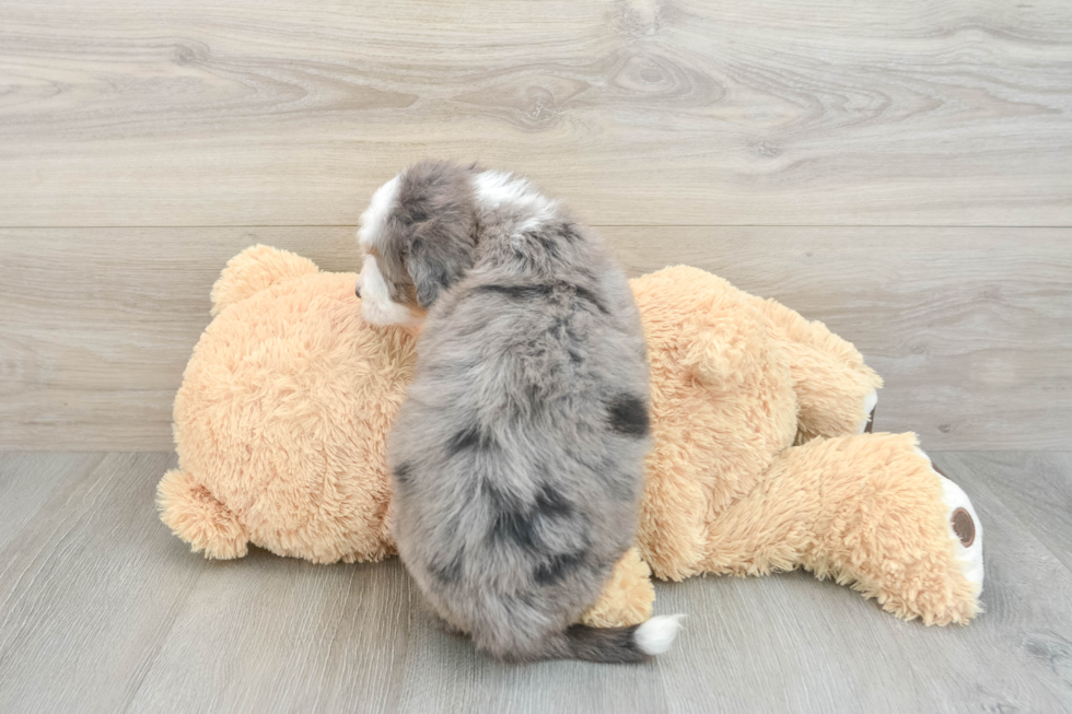 Little Mini Bernesepoo Poodle Mix Puppy